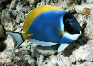 chirurgo